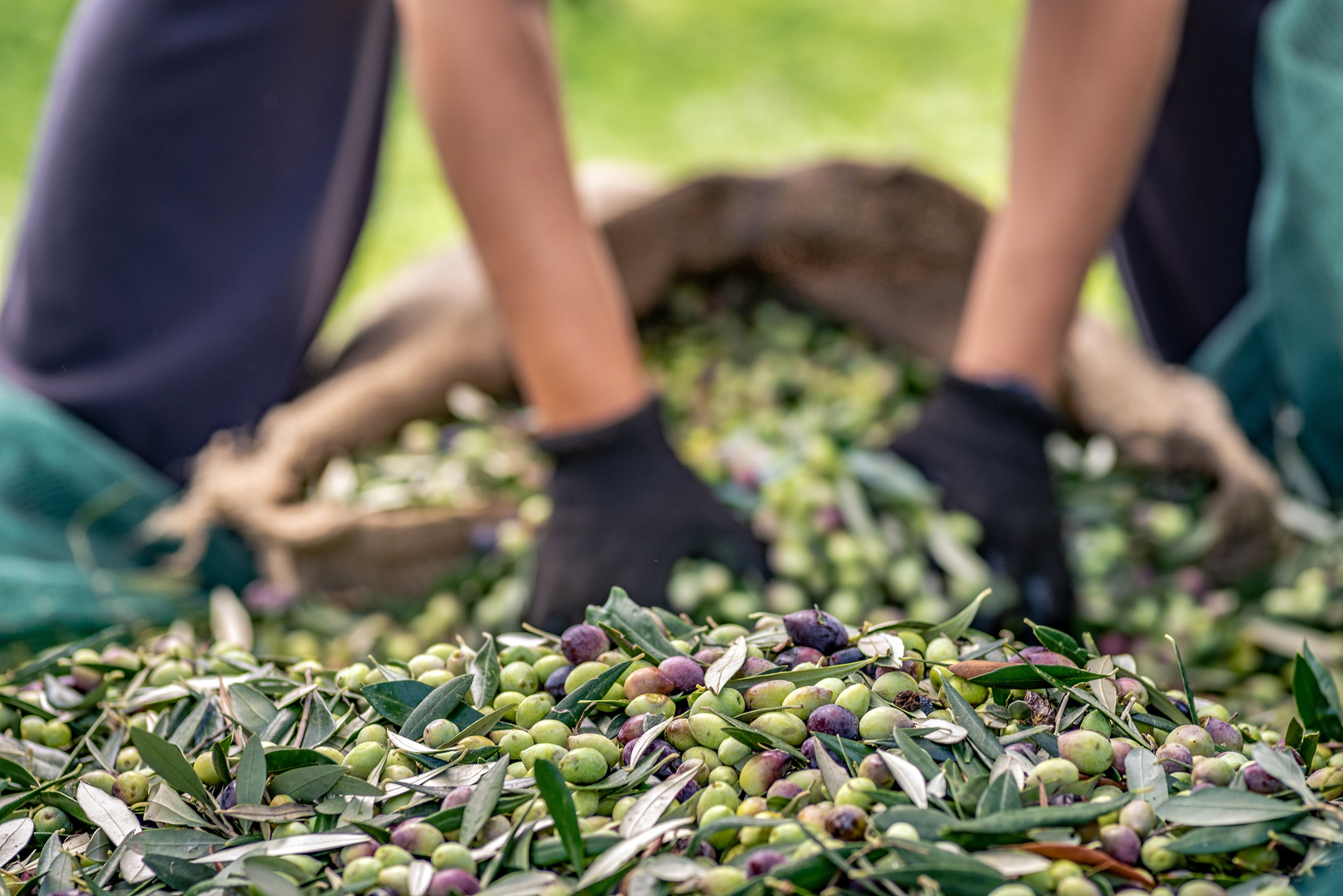 Olive Picking, Olive Oil, Hand Made
