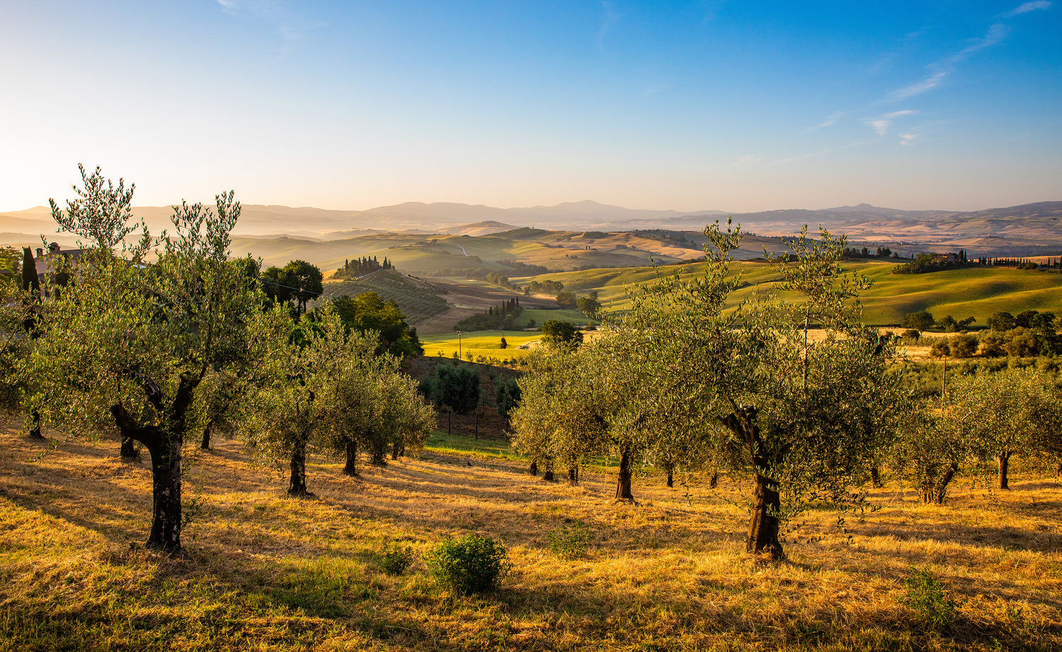 Olive grove within the rolling hills of Umbria